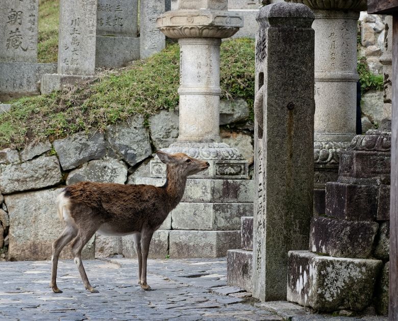 A Day Trip To Nara Breeze Travel Guide