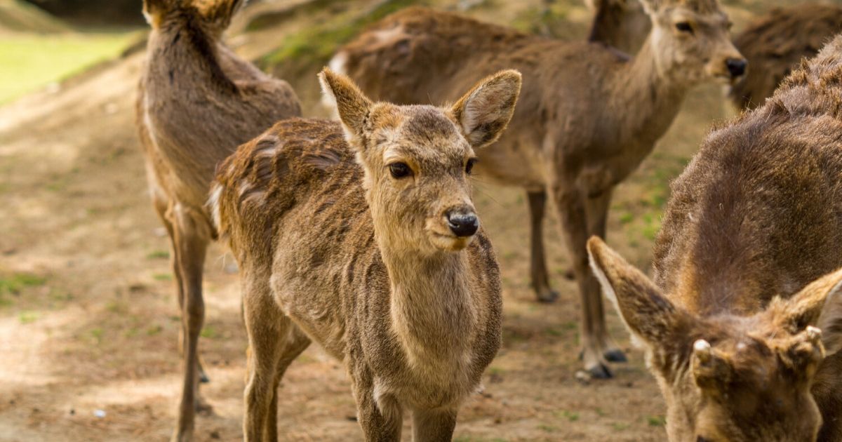 A day trip to Nara